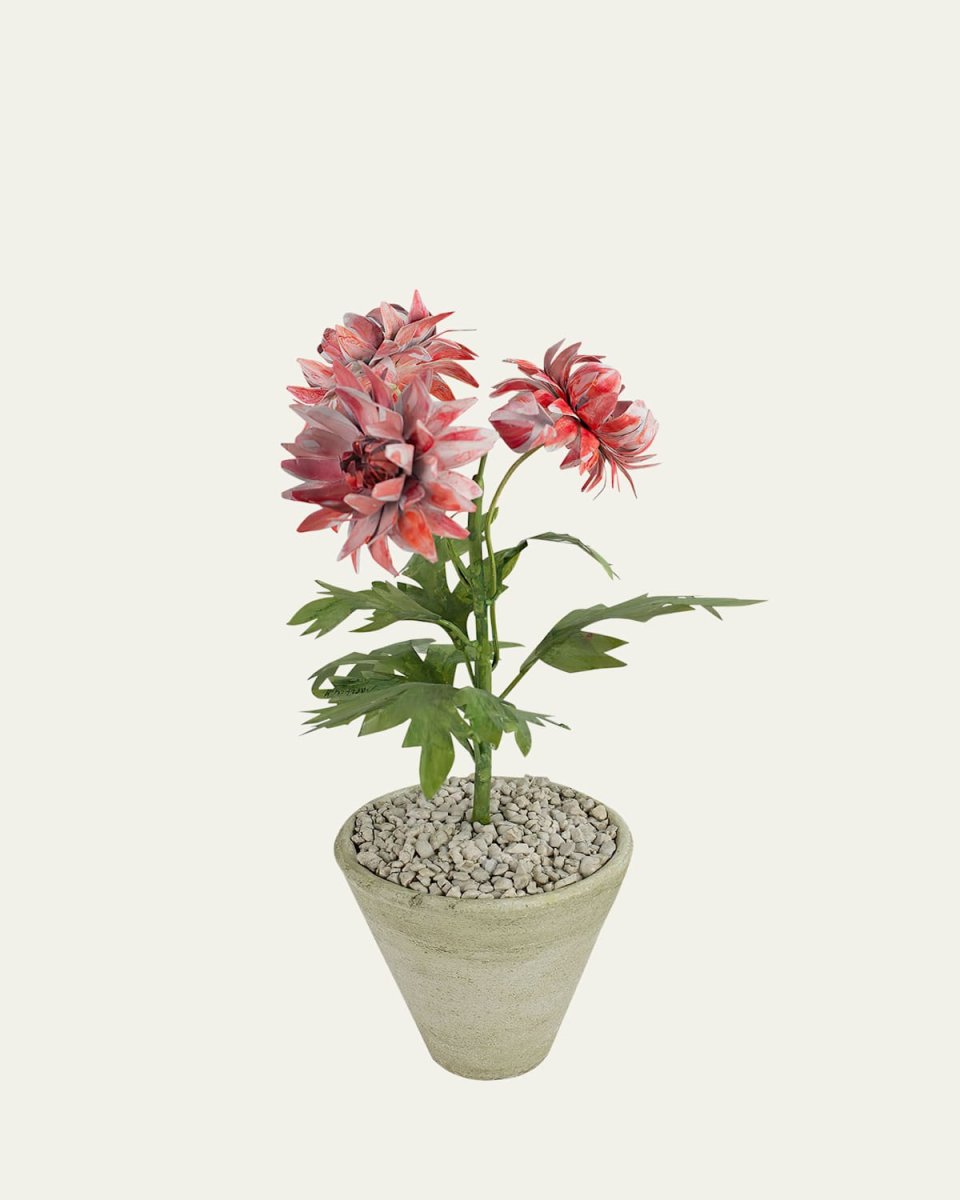 Crysanthemum November Birth Flower in White Terracotta Pot